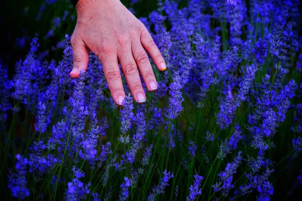 Kvinnlig Hand Över Blommande Lavendel Blommor — Stockfoto