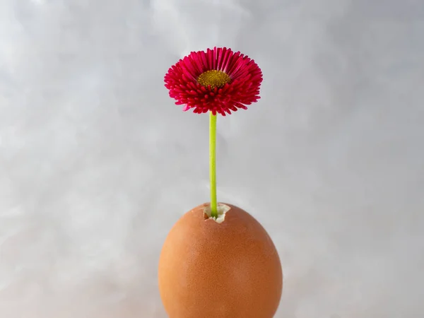 Detailní Záběr Jediné Sedmikrásky Květina Dát Vejce Rozmazané Šedé Pozadí — Stock fotografie