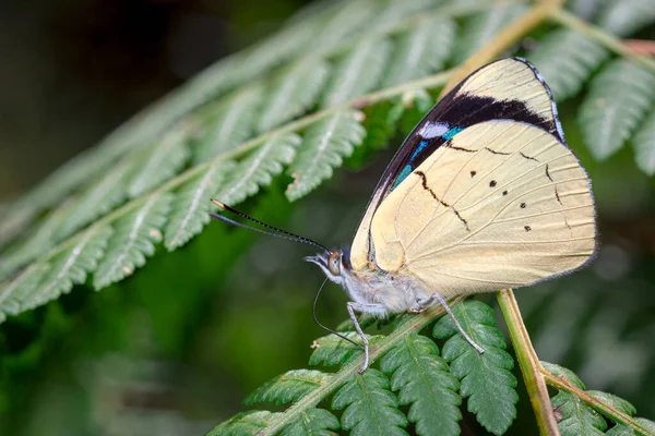 Hermosa Mariposa Posada Sobre Helecho Tomando Sol Fauna Sudamérica Colombia —  Fotos de Stock