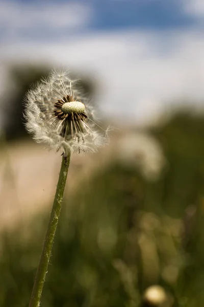 Een Verticaal Shot Van Een Paardebloem Met Meerdere Zaden — Stockfoto