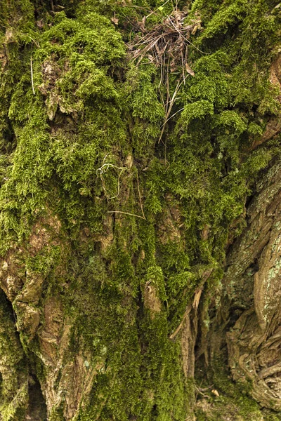 Plano Vertical Bosques Cubiertos Musgo —  Fotos de Stock