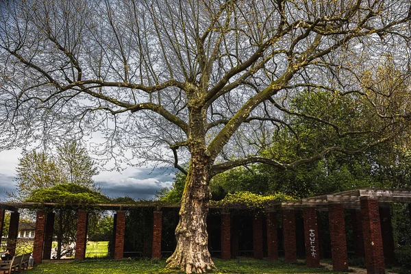 Belo Tiro Uma Árvore Velha Parque — Fotografia de Stock