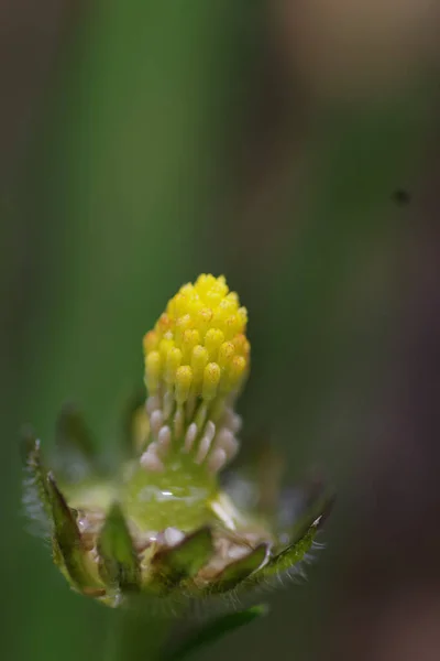 Eine Nahaufnahme Einer Verwelkten Gänseblümchenblume Verschwommenen Hintergrund — Stockfoto