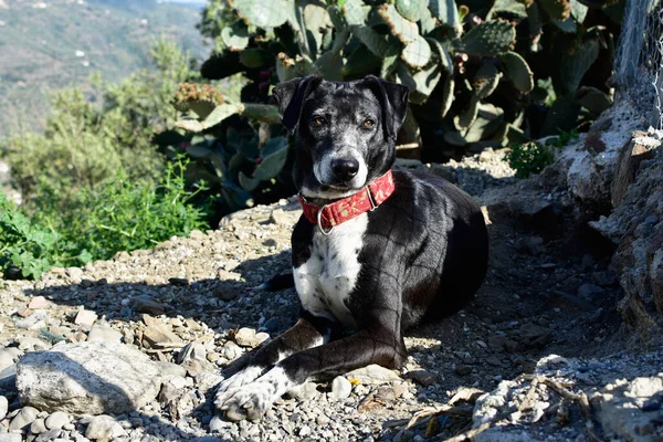 Een Close Shot Van Een Patterdale Terrier Hond Liggend Grond — Stockfoto