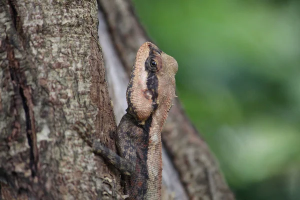 Ornate Tree Lizard Szelektív Fókusza Durva Szerkezetű Fatörzsre — Stock Fotó