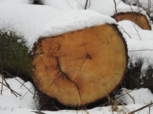 Eine Nahaufnahme Des Gesägten Großen Baumstammes Der Wald Mit Schnee — Stockfoto