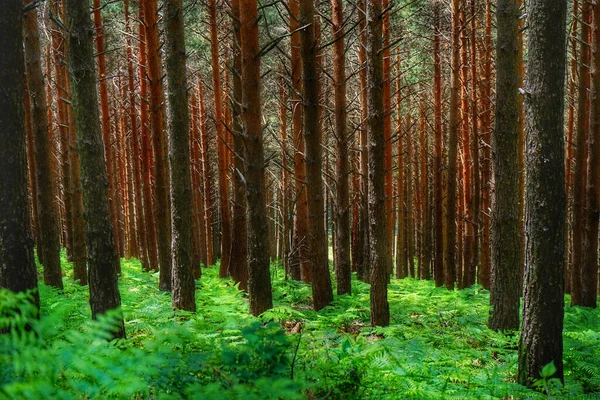 Yeşil Eğreltiotlarının Çıplak Yapraksız Ağaçların Arasında Yakın Çekimi — Stok fotoğraf