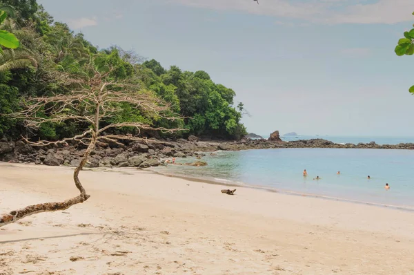 ビーチに木がある海の美しい景色 — ストック写真