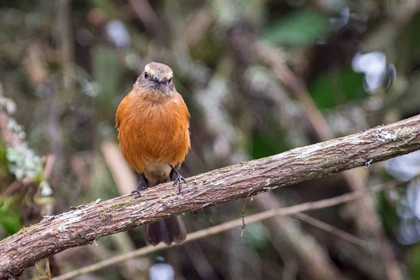 Schwarzrückentyrann Ochthoeca Fumicolor Starrt Geradeaus Während Auf Einem Ast Hockt — Stockfoto