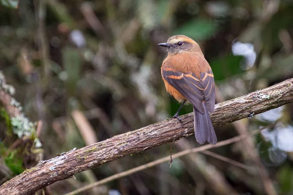 Schwarzrückentyrann Ochthoeca Fumicolor Auf Dem Rücken Einem Ast Vogelbeobachtung Südamerika — Stockfoto