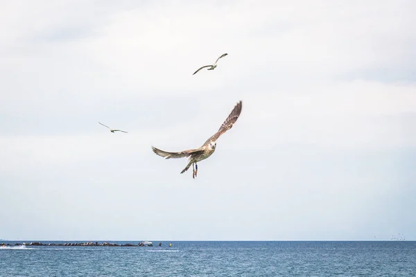 Beautiful Buzzards Flying Calm Ocean Coast — Stock Photo, Image