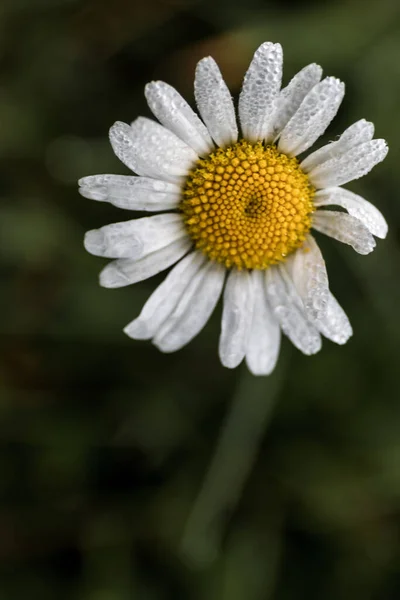 Vertical Shot Camomile Covered Dew Drops — Stock Photo, Image