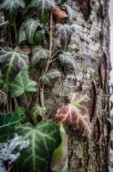 Eine Vertikale Nahaufnahme Eines Baumstammes Mit Grünen Blättern Darauf — Stockfoto