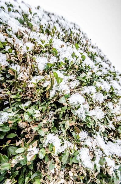 一张绿草雪山的特写照片 — 图库照片