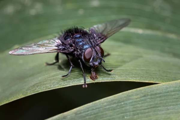 Mouche Recherche Nourriture Sur Certaines Feuilles Faune Amérique Sud Colombie — Photo