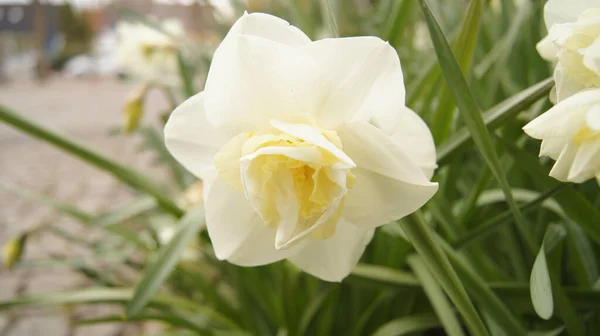 Gros Plan Fleurs Blanches Narcisse Avec Grands Brins Herbe Arrière — Photo