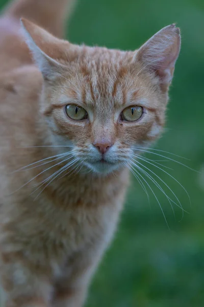 茶色いかわいい猫の縦の浅い焦点を当てたショット — ストック写真