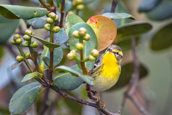 Blackburnian Warbler Setophaga Fusca Szuka Pożywienia Wśród Liści Drzewa Ptaki — Zdjęcie stockowe