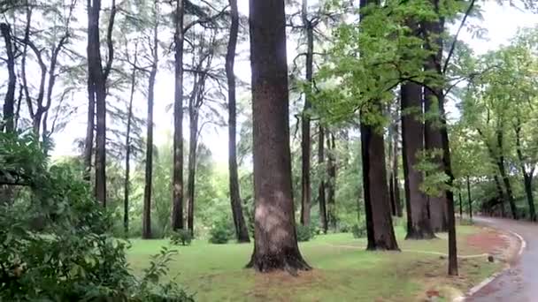 Arbres Forestiers Avec Des Feuilles Dans Ciel — Video