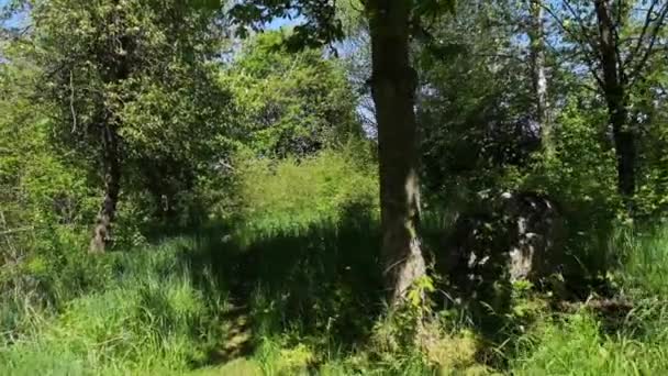 Feuilles Vertes Dans Forêt — Video