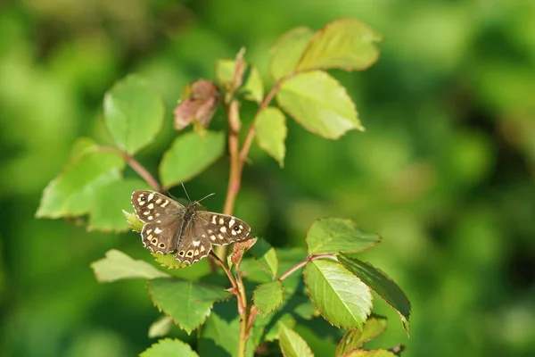 Makro Záběr Motýla Pararge Aegeria Zeleném Listu — Stock fotografie