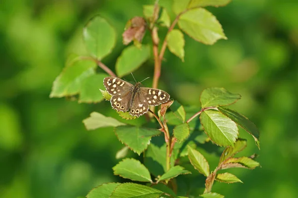 Makro Záběr Motýla Pararge Aegeria Zeleném Listu — Stock fotografie