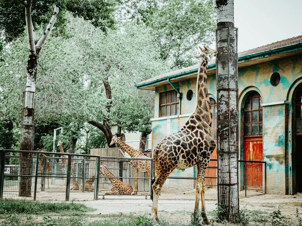 Uma Girafa Parque Cercado Por Árvores Edifícios Vegetação — Fotografia de Stock