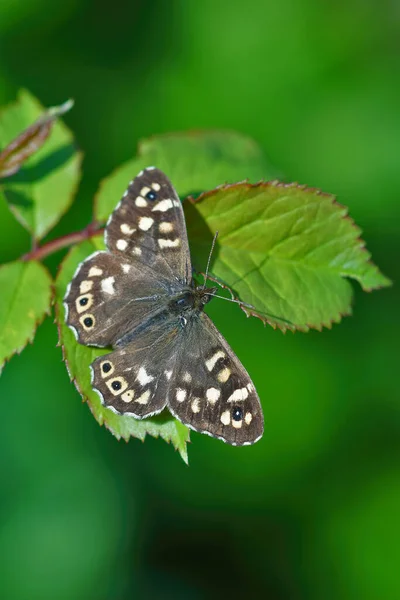 Tiro Macro Uma Borboleta Pararge Aegeria Folha Verde — Fotografia de Stock