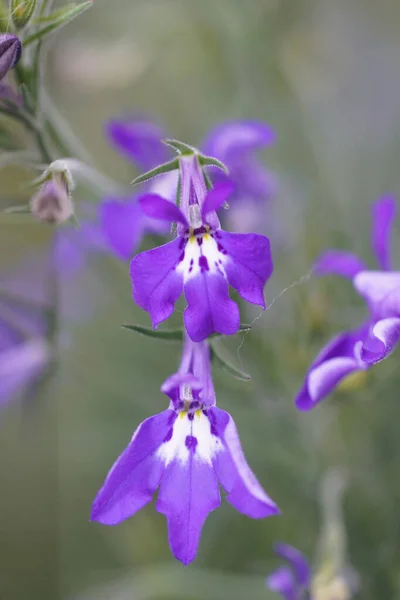 Vertical Shot Blue Lobelia Erinus Flowers Garden — Stock Photo, Image