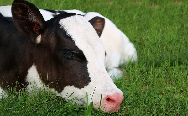 Egy Fáradt Holstein Borjú Közelsége Amint Fejét Fűvel Borított Földön — Stock Fotó