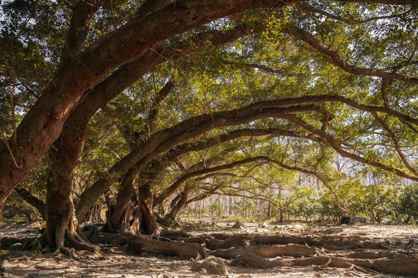 Una Hermosa Vista Los Árboles Que Crecen Bosque Ambiente Verde — Foto de Stock