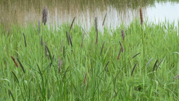 Prado Verde Fresco Junto Río Que Fluye Través Del Bosque — Foto de Stock