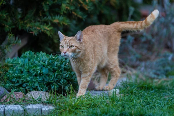 Eine Braune Katze Spaziert Durch Den Park — Stockfoto