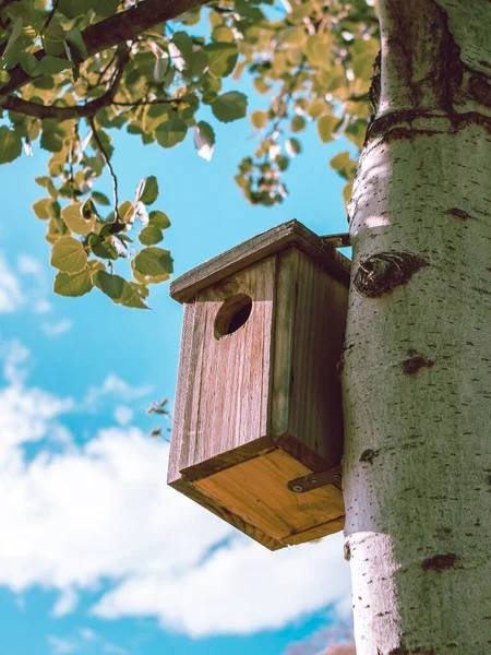 Ein Niedriger Winkel Von Einem Vogelhaus Auf Dem Baum — Stockfoto