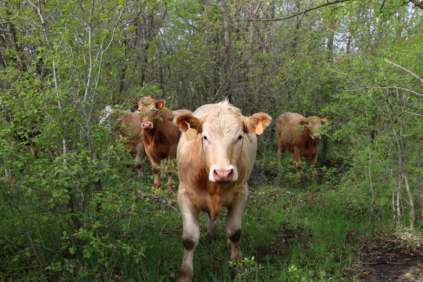 Close Vacas Charolais Floresta Correndo Direção Câmera — Fotografia de Stock