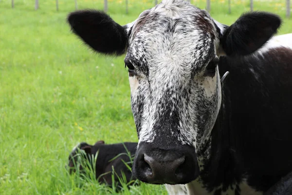 Closeup Roan Cow Looking Straight Camera Field Grass — 스톡 사진