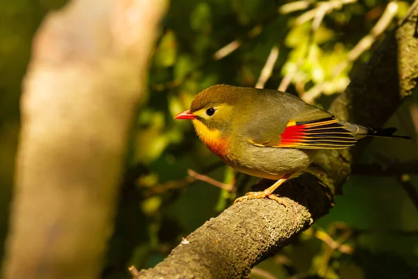 Selective Focus Shot Red Billed Leiothrix Perched Branch Outdoors — ストック写真