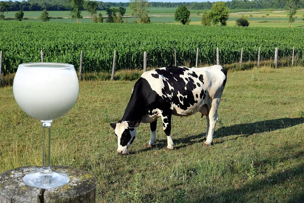 Uma Vaca Holandesa Preta Branca Pastando Grama Campo Com Copo — Fotografia de Stock