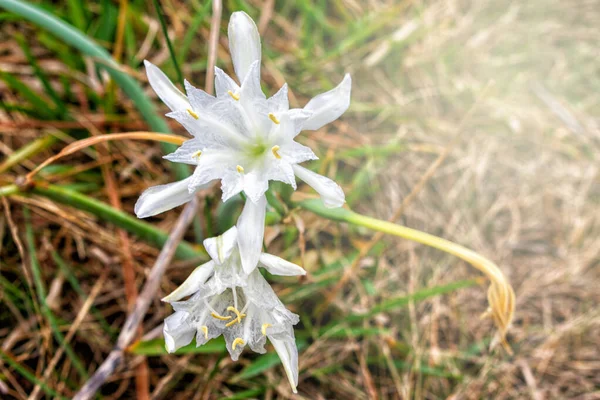 Primer Plano Florecientes Flores Pancratium Noja Cantabria España —  Fotos de Stock