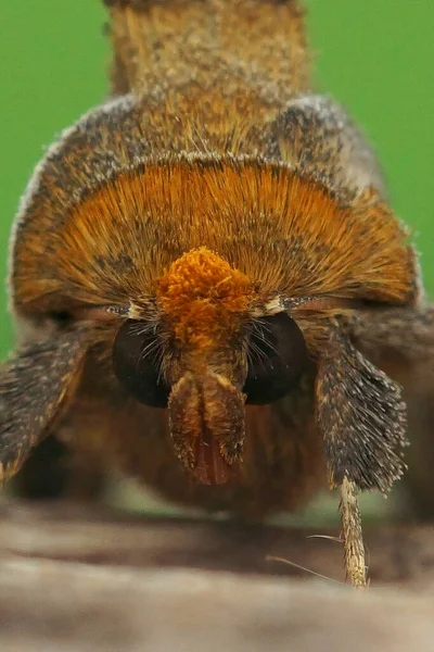 Macro Shot Hairy Burnished Brass Moth Diachrysia Chrysitis — ストック写真