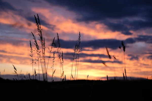 Closeup Grass Field Sunset Blurry Background — Stock Photo, Image