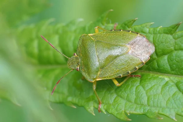 Bir Yaprağın Üzerinde Yeşil Bir Kalkan Böceğinin Palomena Prasina Yakın — Stok fotoğraf