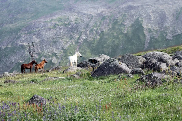 Çiçeklerle Kaplı Dağ Tarlasında Farklı Renklerde Vahşi Atların Güzel Bir — Stok fotoğraf