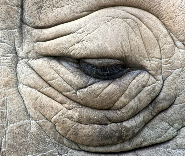 Detailní Záběr Uzavřeného Oka Nosorožce Jeho Kožní Textury — Stock fotografie
