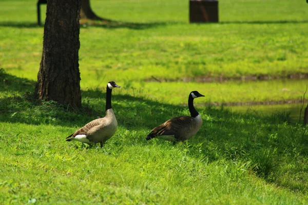 Dos Ánades Reales Pie Césped Verde — Foto de Stock