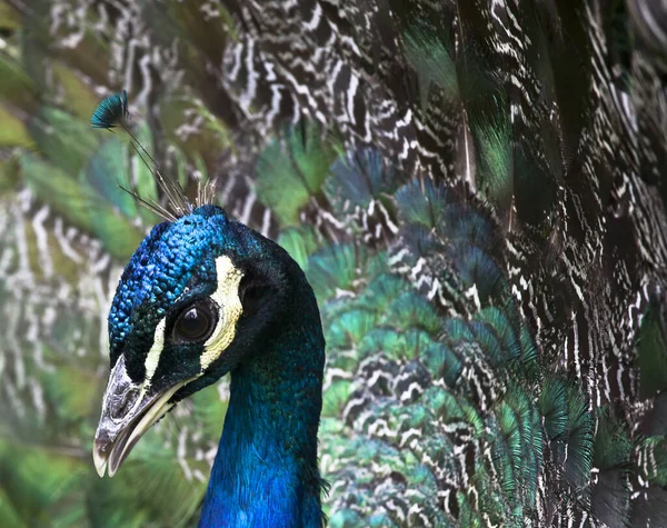 Tiro Close Pavão Com Belas Penas — Fotografia de Stock