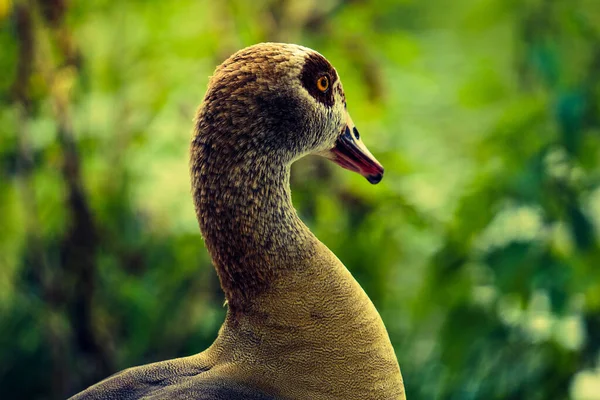 Oie Égyptienne Alopochen Aegyptiaca Sur Fond Vert — Photo