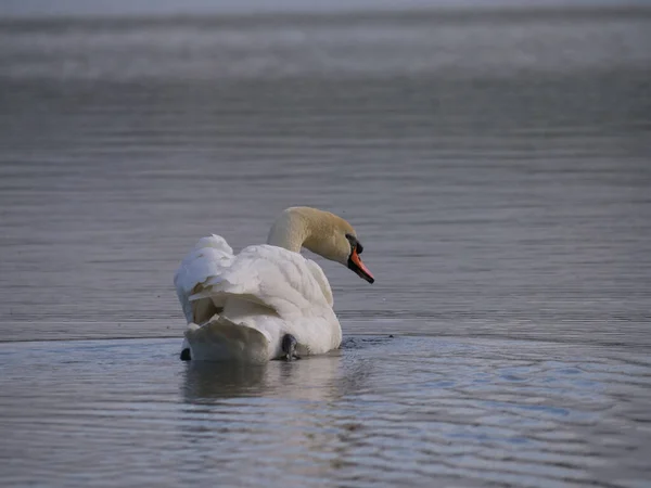 White Swan Solitude Lake Water Medium Shot — Stock Photo, Image