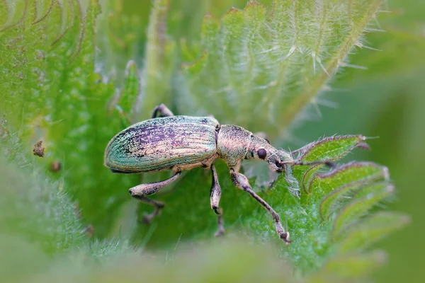 Närbild Bild Grön Invandrare Löv Weevil Polydrusus Formosus Ett Grönt — Stockfoto