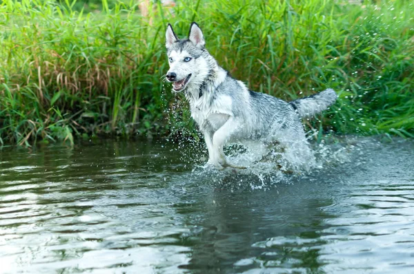 Een Schattige Siberische Husky Wandelen Rivier Het Meer Achtergrond Van — Stockfoto